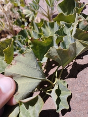 Aristolochia pearcei