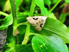 Herminodes concatenalis