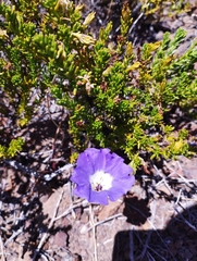 Nolana coelestis
