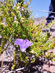 Nolana coelestis