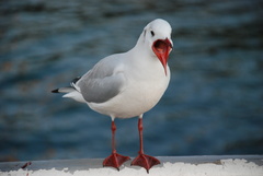 Chroicocephalus ridibundus