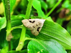 Herminodes concatenalis