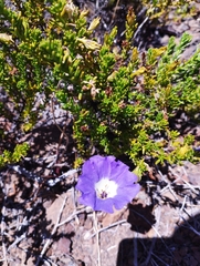 Nolana coelestis