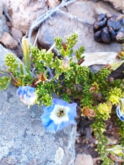 Nolana coelestis