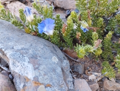 Nolana coelestis