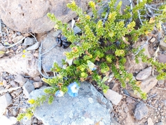 Nolana coelestis