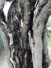 Cryphonectria parasitica