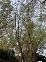 Cryphonectria parasitica