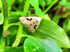 Herminodes concatenalis