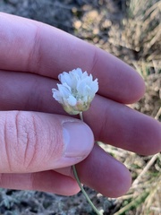 Armeria alliacea