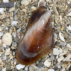 Modiolus auriculatus