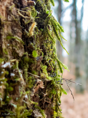 Forsstroemia trichomitria