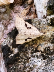 Herminodes concatenalis