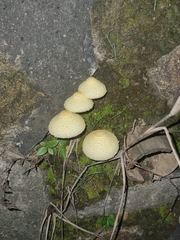 Leucocoprinus