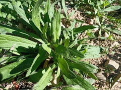 Echium
