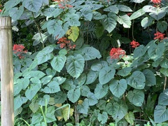 Clerodendrum
