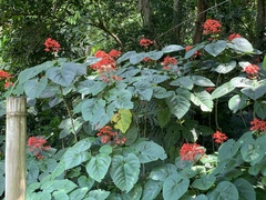 Clerodendrum