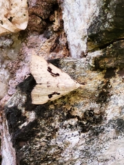 Herminodes concatenalis