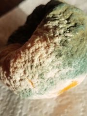 Penicillium digitatum