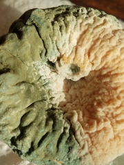 Penicillium digitatum
