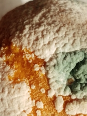 Penicillium digitatum