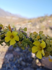 Oxalis gigantea