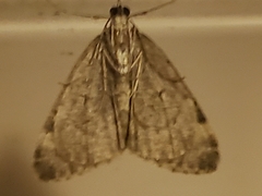 Chloroclysta siterata