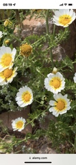 Glebionis coronaria