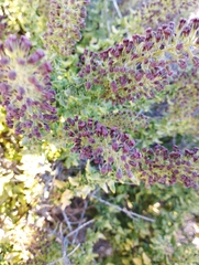 Ophryosporus triangularis