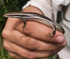Aspronema dorsivittatum