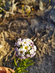 Heliotropium stenophyllum