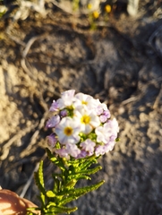 Heliotropium stenophyllum