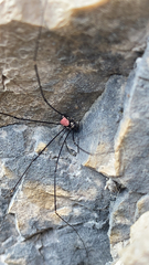 Leiobunum roseum