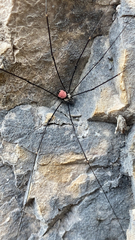 Leiobunum roseum