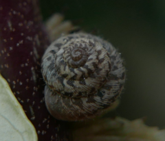 Xerotricha conspurcata