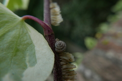 Xerotricha conspurcata