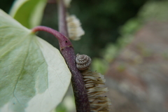 Xerotricha conspurcata