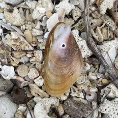 Modiolus auriculatus
