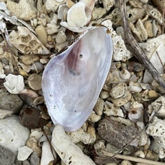 Modiolus auriculatus
