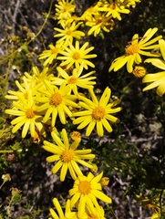 Senecio bahioides