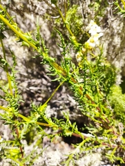 Senecio bahioides