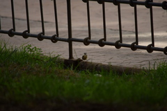 Phylloscopus collybita