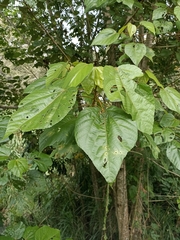 Heliocarpus