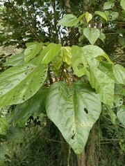 Heliocarpus