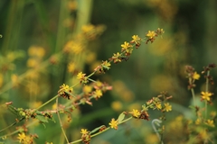 Triumfetta rhomboidea