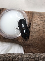 Dorcus davidis