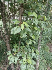 Heliocarpus