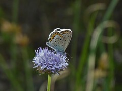 Plebejus