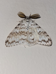 Lymantria brotea