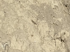 Sphingonotus rubescens